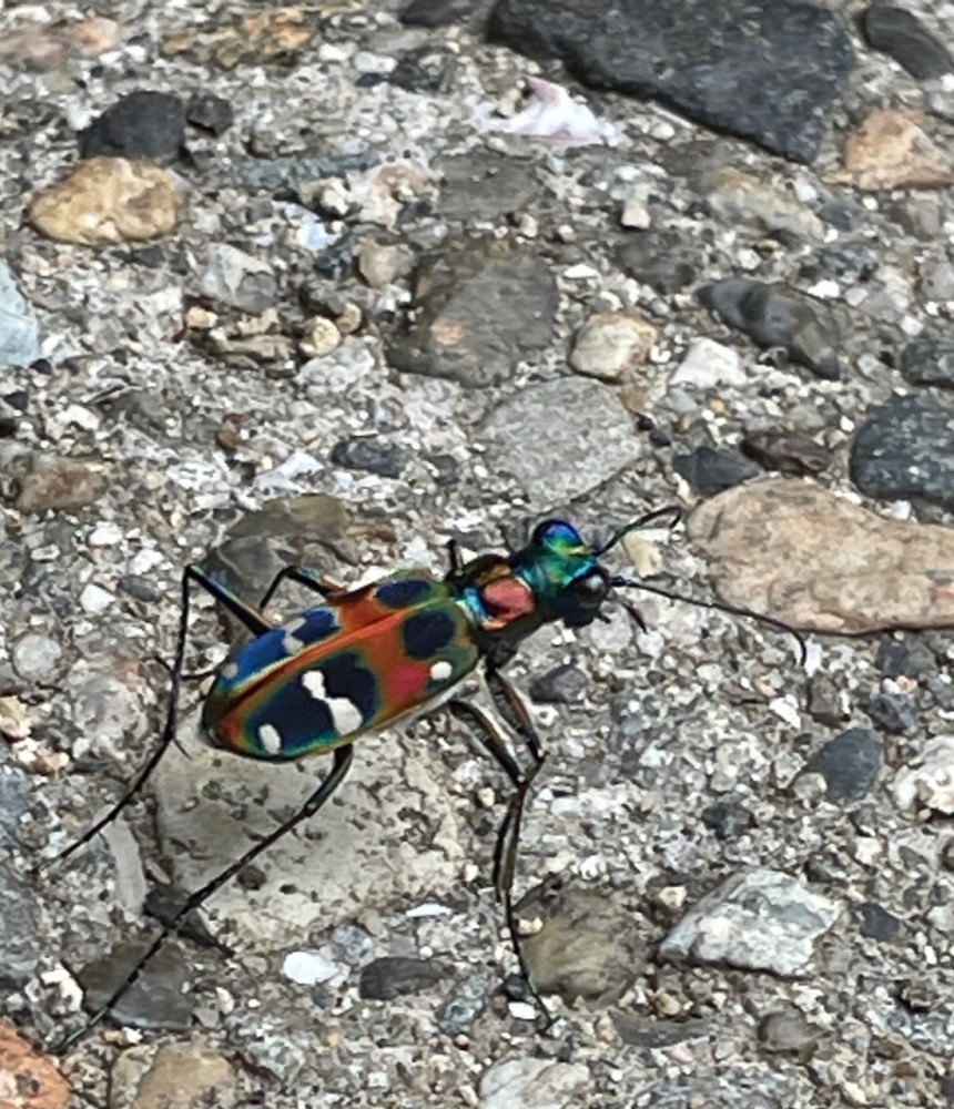 六甲山登ってきました