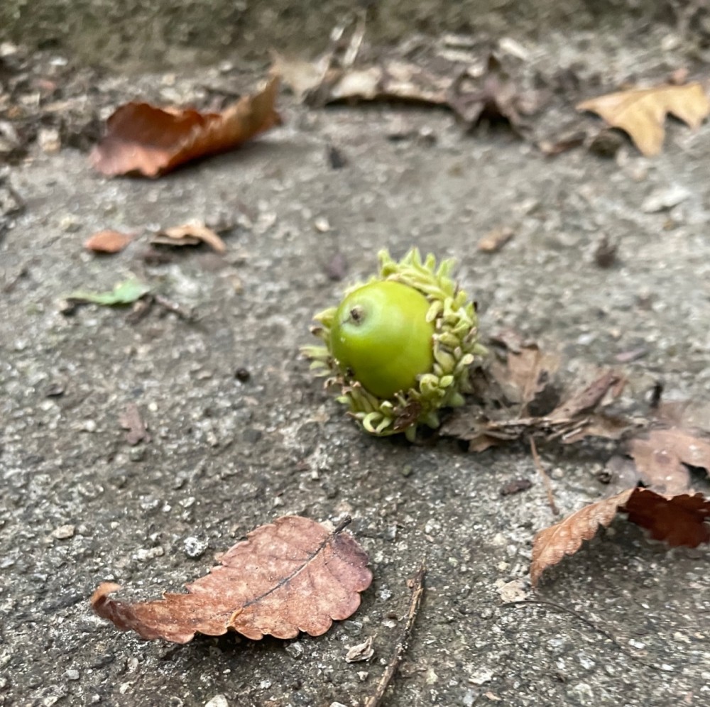 六甲山登ってきました