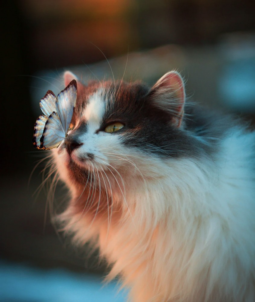 【接着ブリッジ】「削らない」は間違い