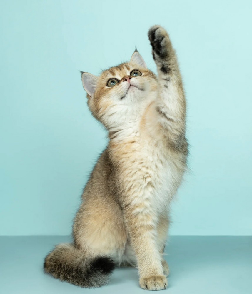 【接着ブリッジ】「削らない」は間違い