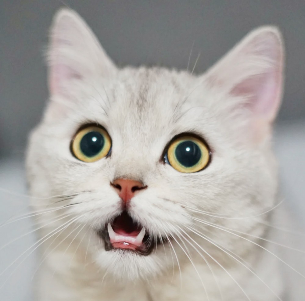 【接着ブリッジ】「削らない」は間違い