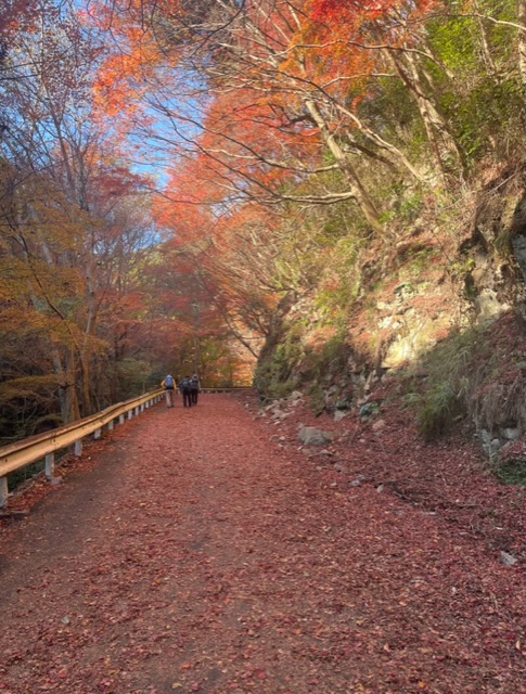 秋の六甲山【紅葉】