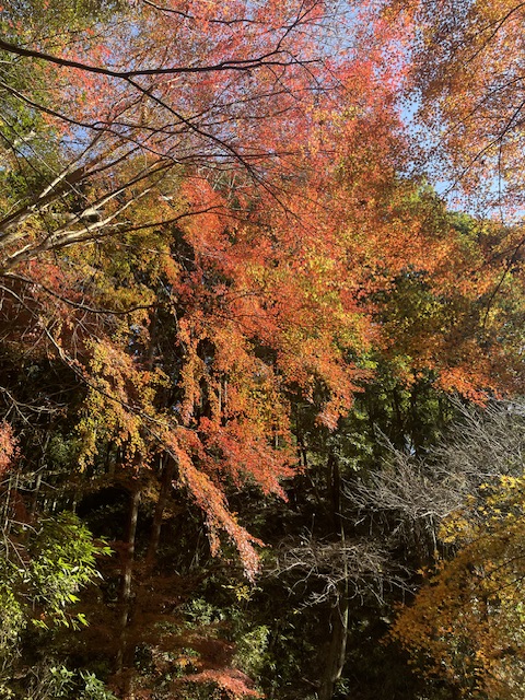 秋の六甲山【紅葉】