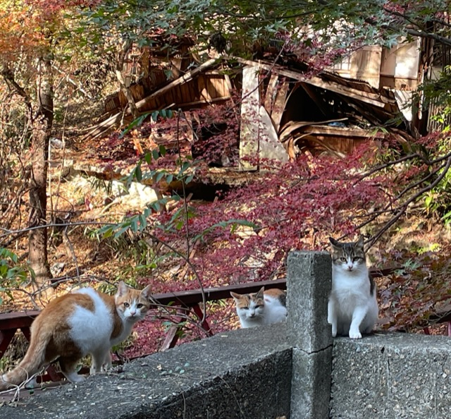 秋の六甲山【紅葉】