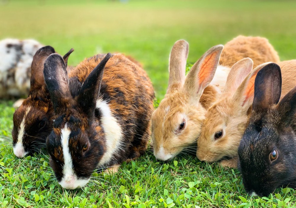 【中学生時代は短歌部でした】