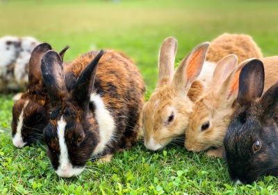 【中学生時代は短歌部でした】