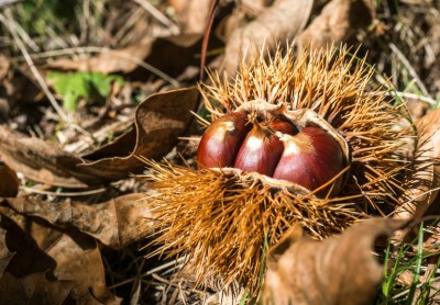 日本の栗の話【石器時代の品種改良】