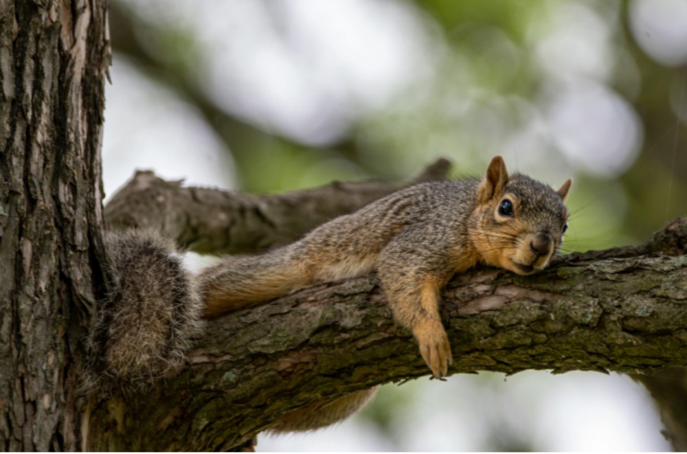 日本の栗の話【石器時代の品種改良】