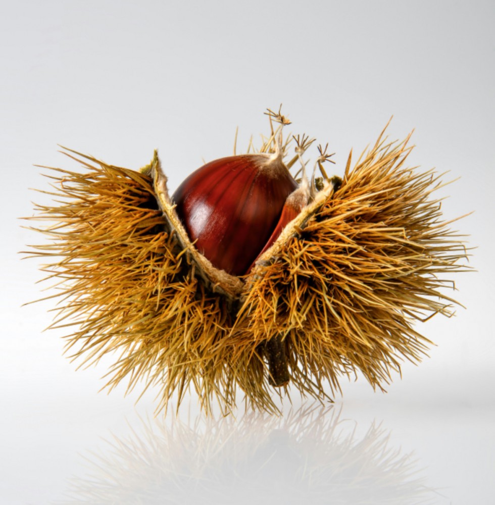 日本の栗の話【石器時代の品種改良】