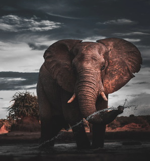 日本人の遺伝子解析【日本人の起源確定】