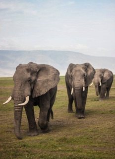 日本人の遺伝子解析【日本人の起源確定】