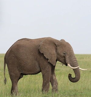 日本人の遺伝子解析【日本人の起源確定】