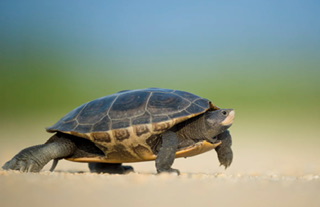 岡山弁はなぜ「おじいさん言葉」？【岡山弁日本語起源説】