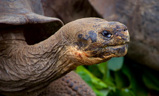 岡山弁はなぜ「おじいさん言葉」？【岡山弁日本語起源説】