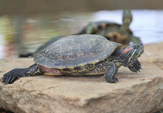岡山弁はなぜ「おじいさん言葉」？【岡山弁日本語起源説】