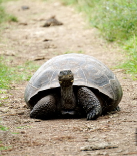 岡山弁はなぜ「おじいさん言葉」？【岡山弁日本語起源説】