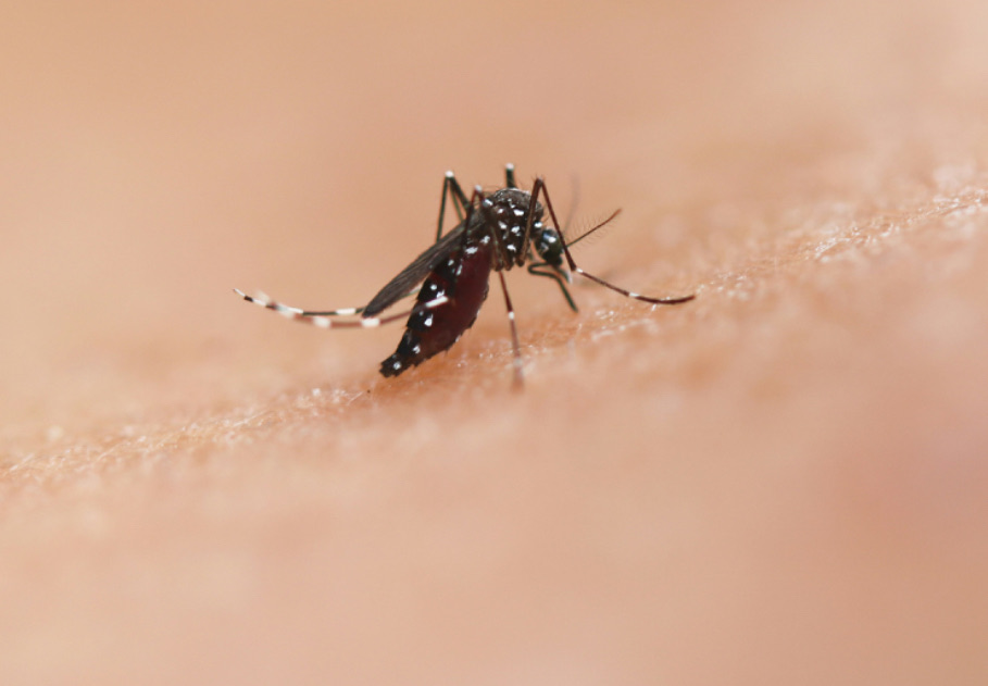 「か」今年はあまり見ませんでした。