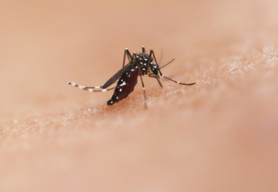 「か」今年はあまり見ませんでした。