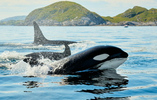 初詣で神さまにお願いすること