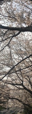【今年の桜 令和2年】