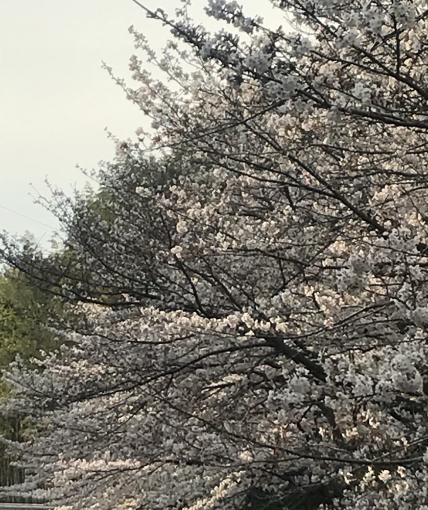 【今年の桜 令和2年】