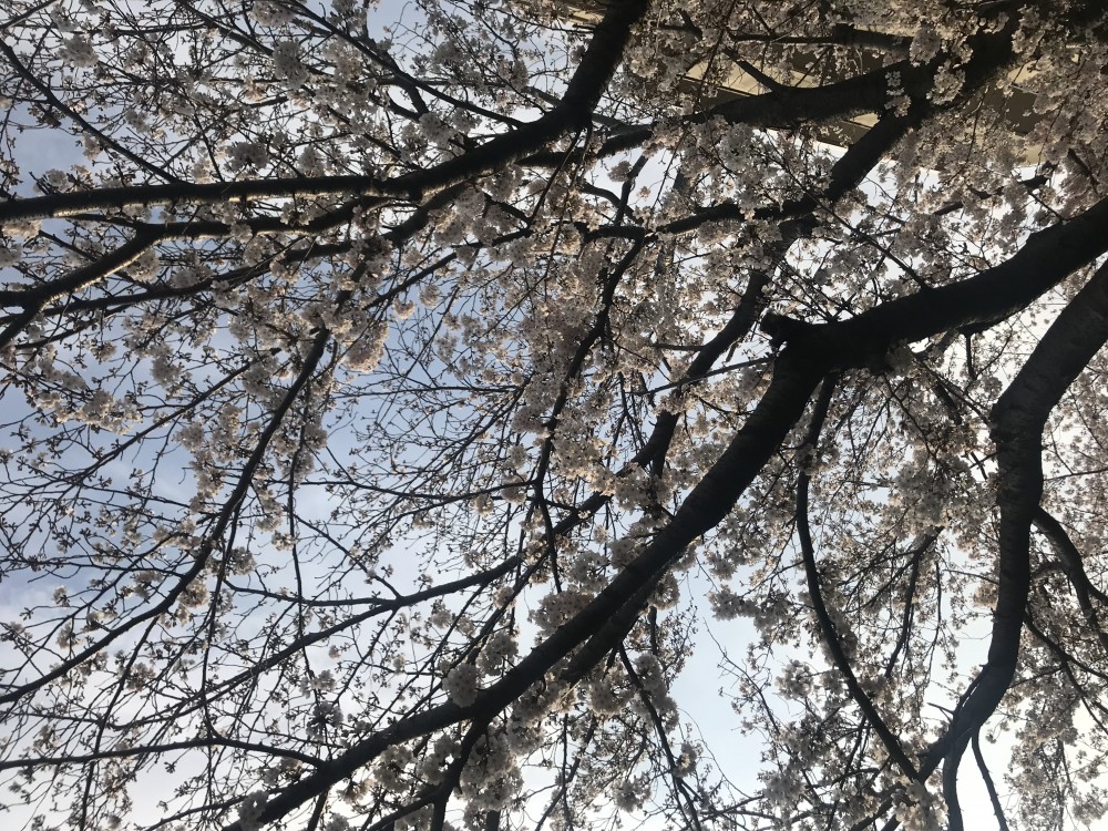 【今年の桜 令和2年】