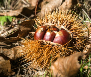 栗の遺伝子操作