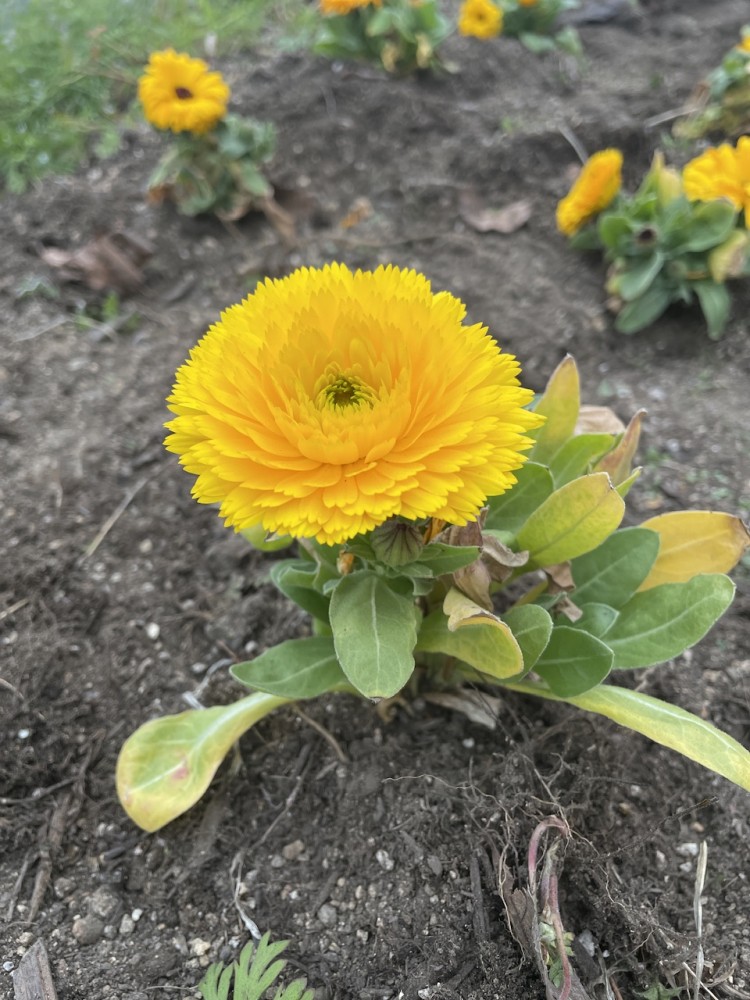 花壇の花を植えました！