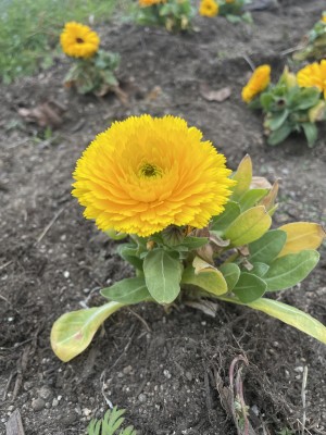 花壇の花を植えました！