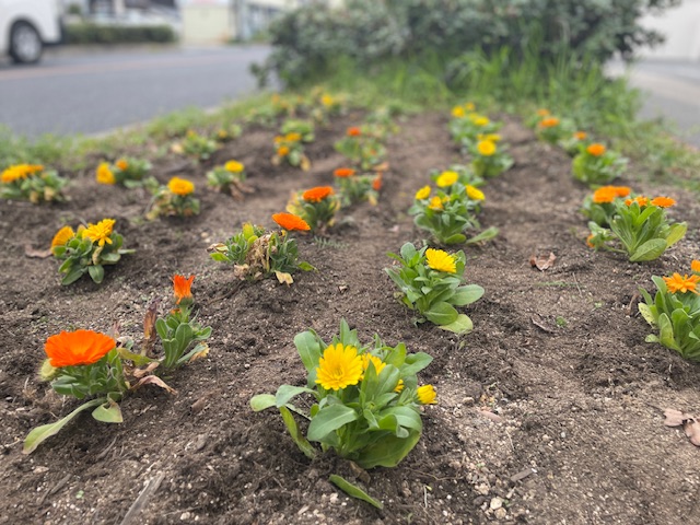 花壇の花を植えました！