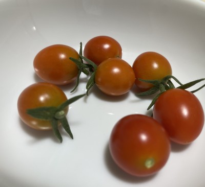 またまたトマト収穫