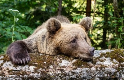 「クマ」と「死んだふり」の話題