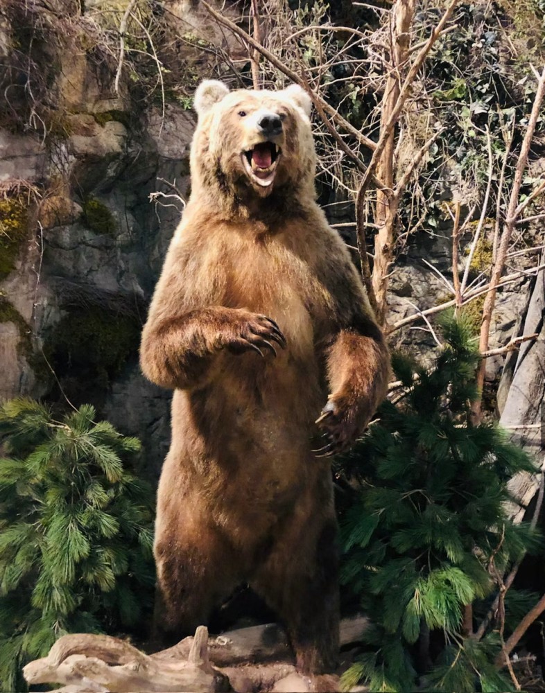 「クマ」と「死んだふり」の話題