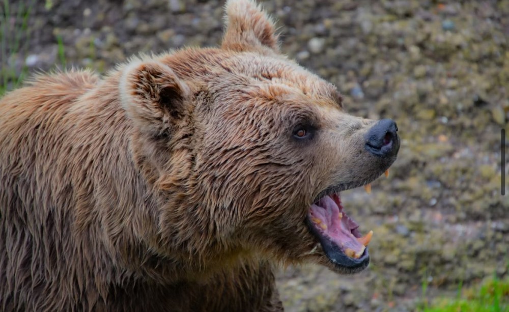 「クマ」と「死んだふり」の話題
