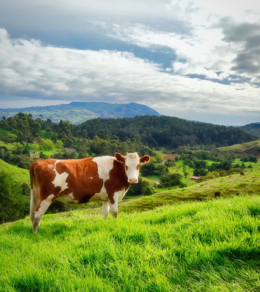 人生の味わいを食べ物にたとえたら【ヨーグルト】になるそうです。
