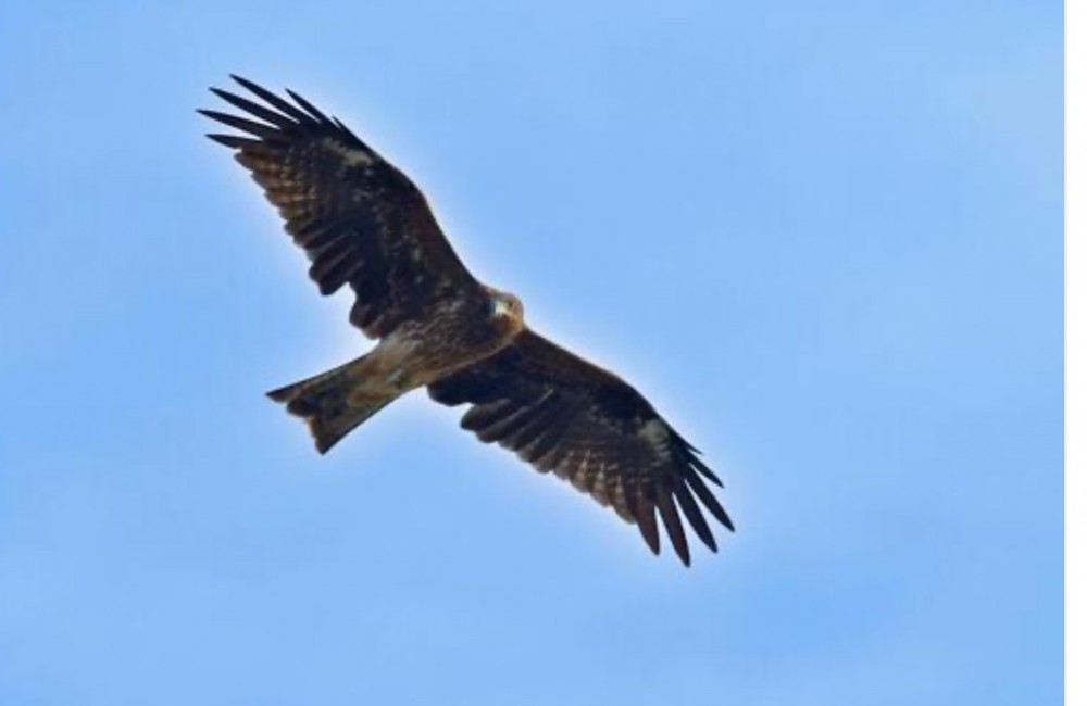 飛鳥(あすか)の語源