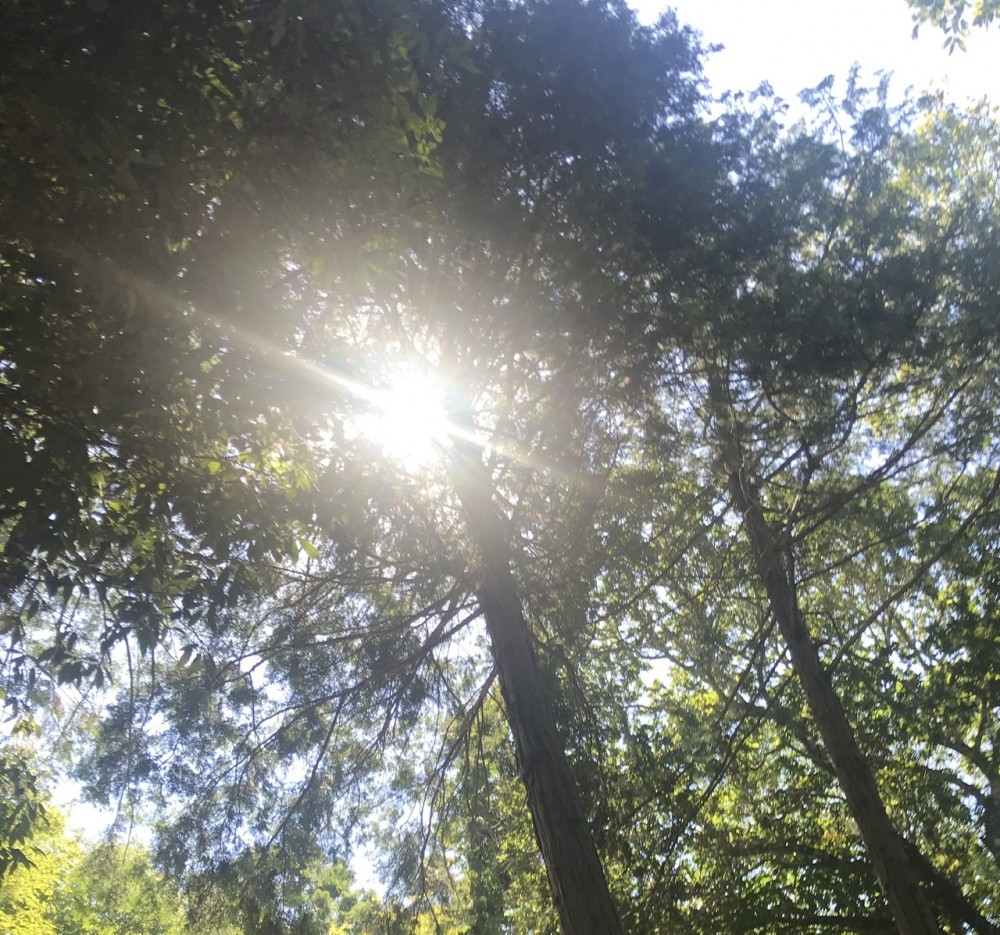 となりのトトロ？