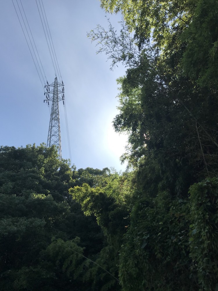 となりのトトロ？