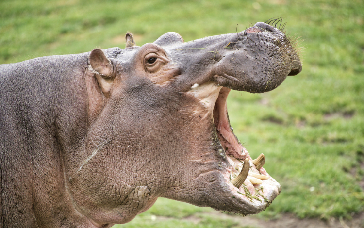 歯の神経を取る『 心配』『不安』