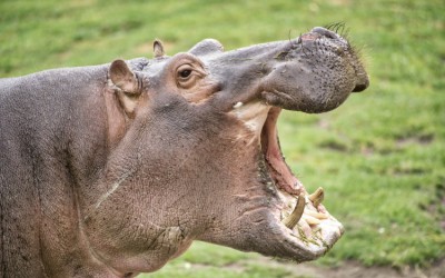 歯の神経を取る『 心配』『不安』