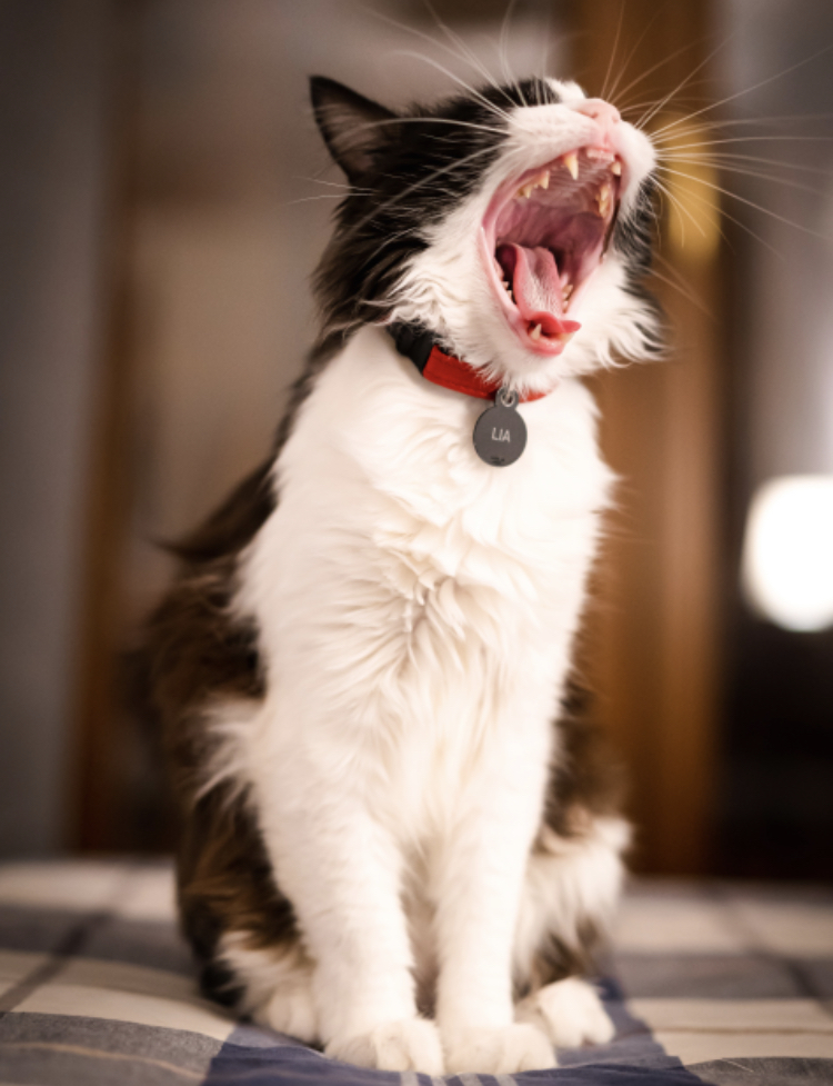 【噛み合わせの調整】