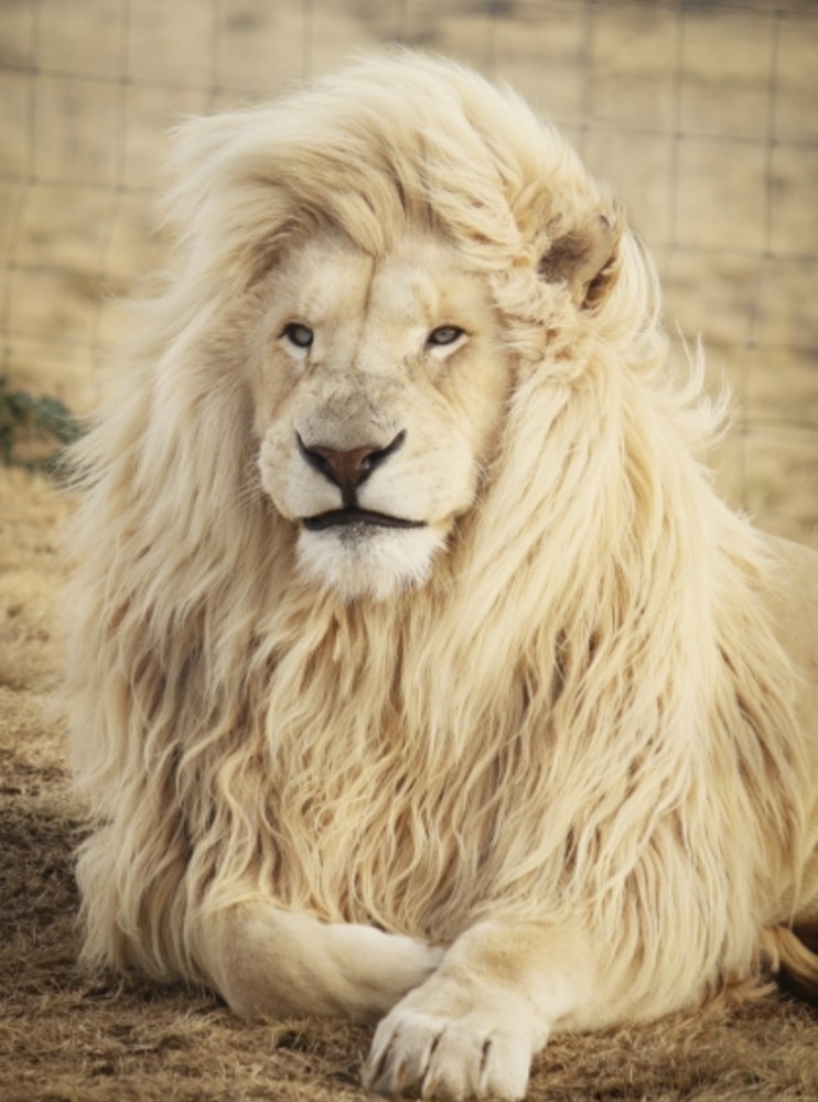 【歯ブラシの選び方】