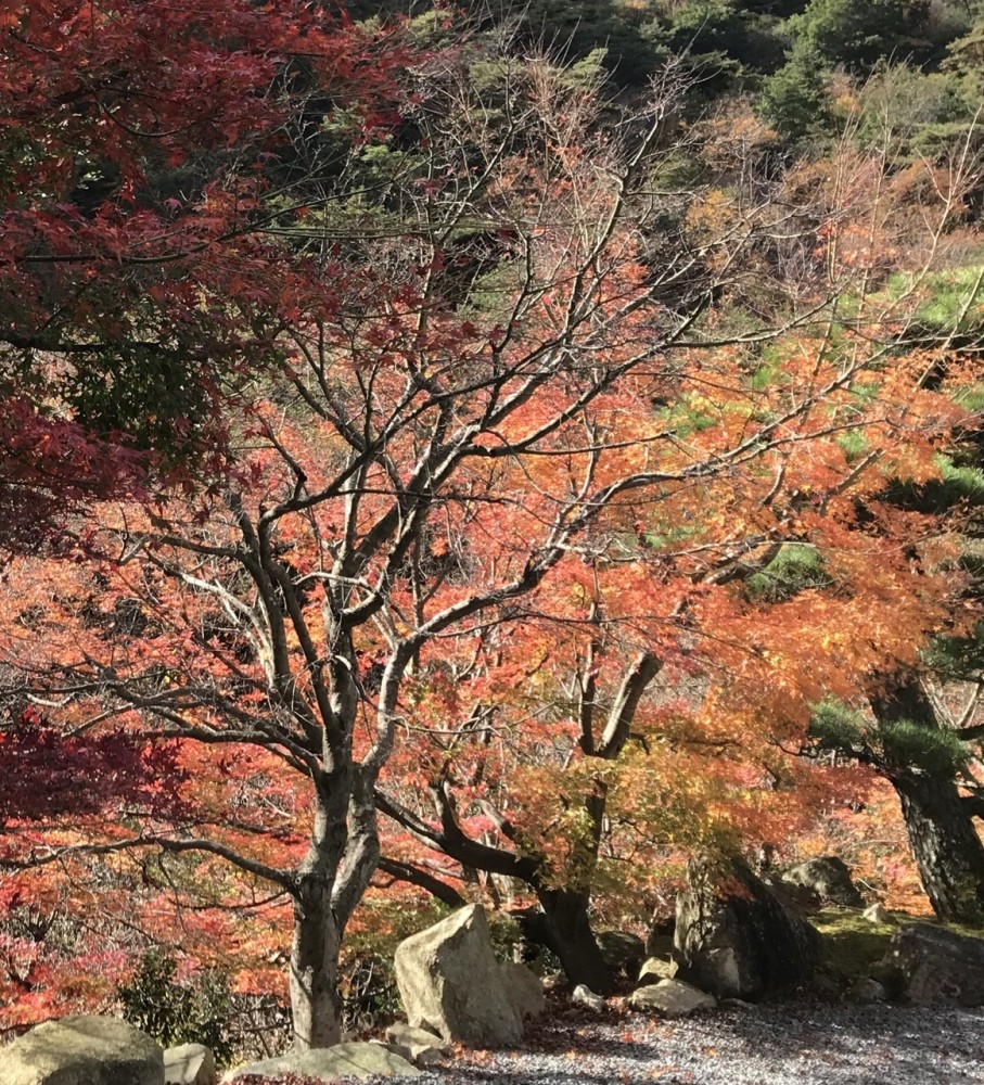 紅葉を見に行きました